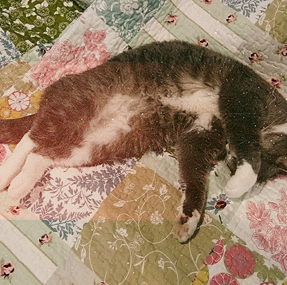 Meet your Posher, Morgan